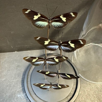 Envolée de 5 papillons Heliconius doris BLEU sous cloche