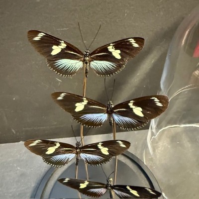Envolée de 5 papillons Heliconius doris BLEU sous cloche