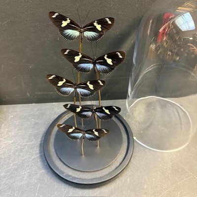 Envolée de 5 papillons Heliconius doris BLEU sous cloche