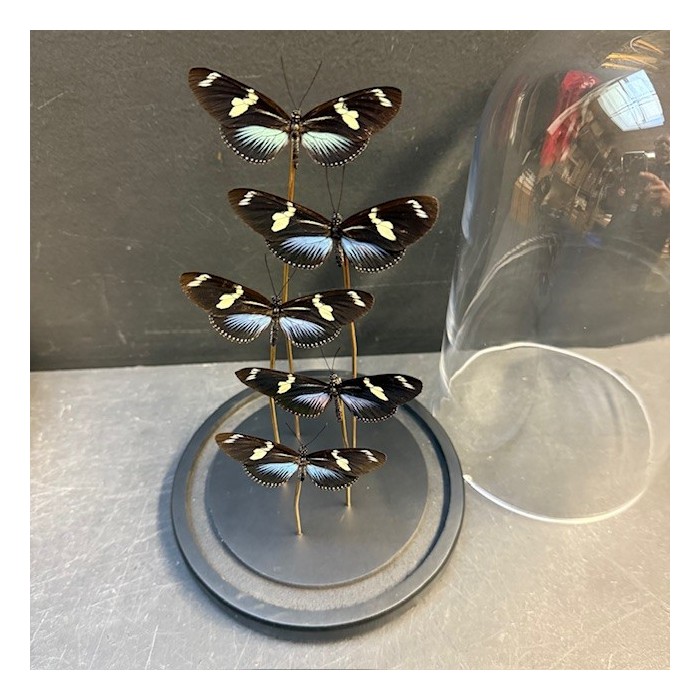 Flight of butterflies: 5 Heliconius doris BLUE under glass dome Flight of butterflies: 5 Heliconius doris BLUE under glass dome