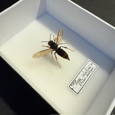 Boite entomologique - Frelon asiatique