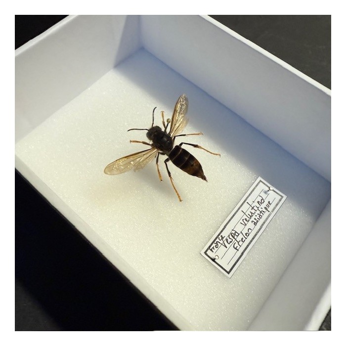 Boite entomologique - Frelon asiatique Boite entomologique - Frelon asiatique
