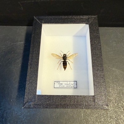Boite entomologique - Frelon asiatique