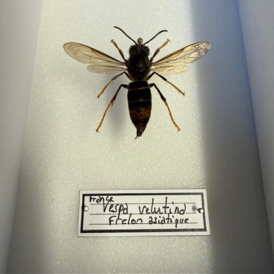 Boite entomologique - Frelon asiatique