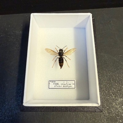 Boite entomologique - Frelon asiatique