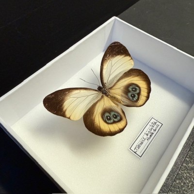 Entomological Box - Taenaris bioculatus butterfly