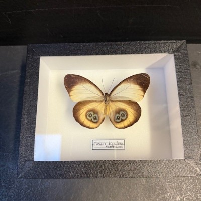 Entomological Box - Taenaris bioculatus butterfly