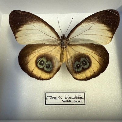 Entomological Box - Taenaris bioculatus butterfly