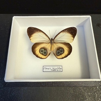 Papillon Taenaris bioculatus - Boite entomologique