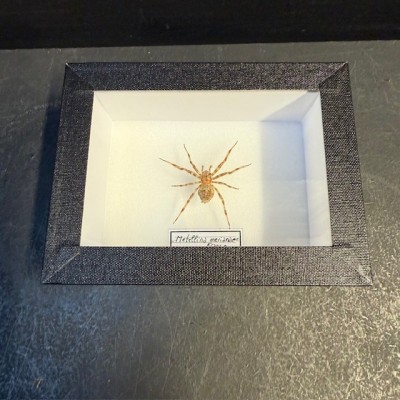 Entomological box - Metellina merianae spider
