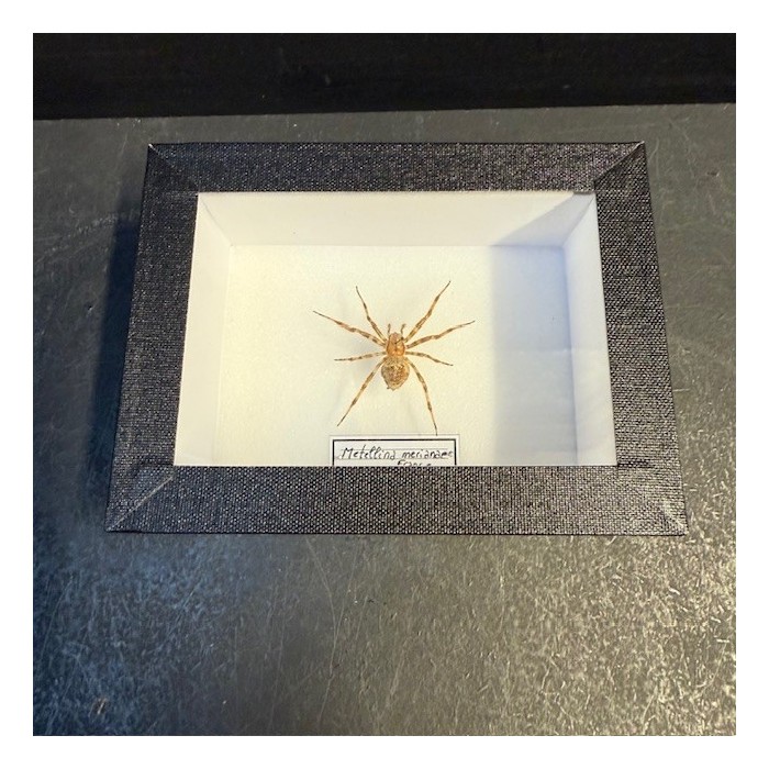 Entomological box - Metellina merianae spider Entomological box - Metellina merianae spider