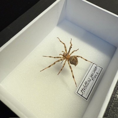 Entomological box - Metellina merianae spider