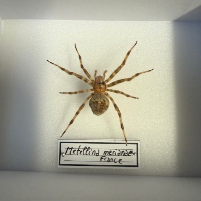 Entomological box - Metellina merianae spider