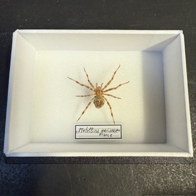Entomological box - Metellina merianae spider
