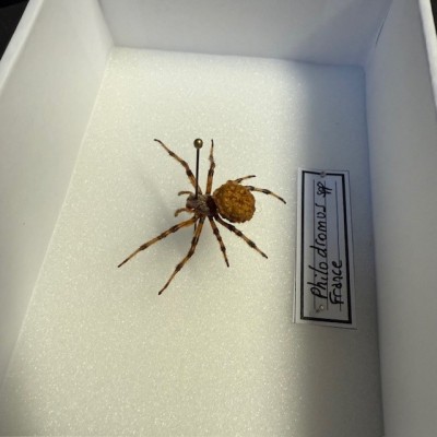 Entomological box - Philodromus spp spider
