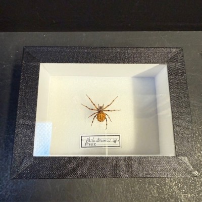Entomological box - Philodromus spp spider