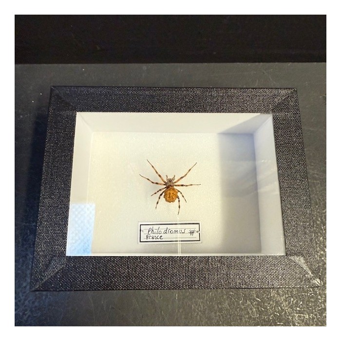 Entomological box - Philodromus spp spider Entomological box - Philodromus spp spider
