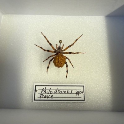 Entomological box - Philodromus spp spider