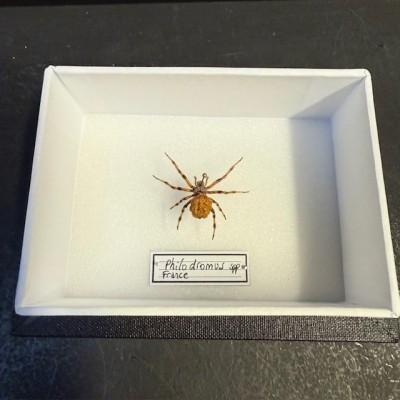 Entomological box - Philodromus spp spider