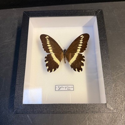 Papilio gallienus butterfly - Entomological box