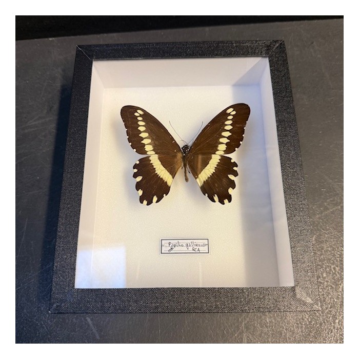 Papilio gallienus butterfly - Entomological box Papilio gallienus butterfly - Entomological box