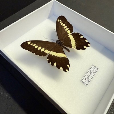 Papilio gallienus butterfly - Entomological box