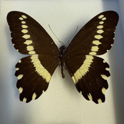 Boite entomologique - Papillon Papilio gallienus