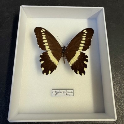 Papilio gallienus butterfly - Entomological box