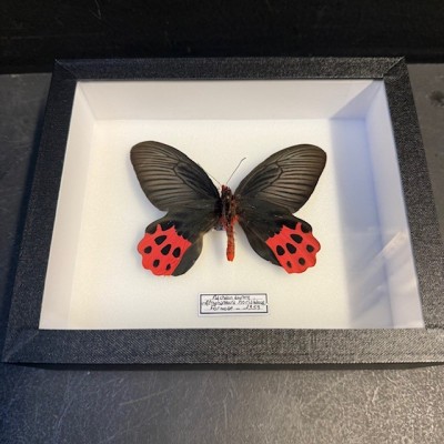 Entomological Box - Atrophaneura horishanus butterfly
