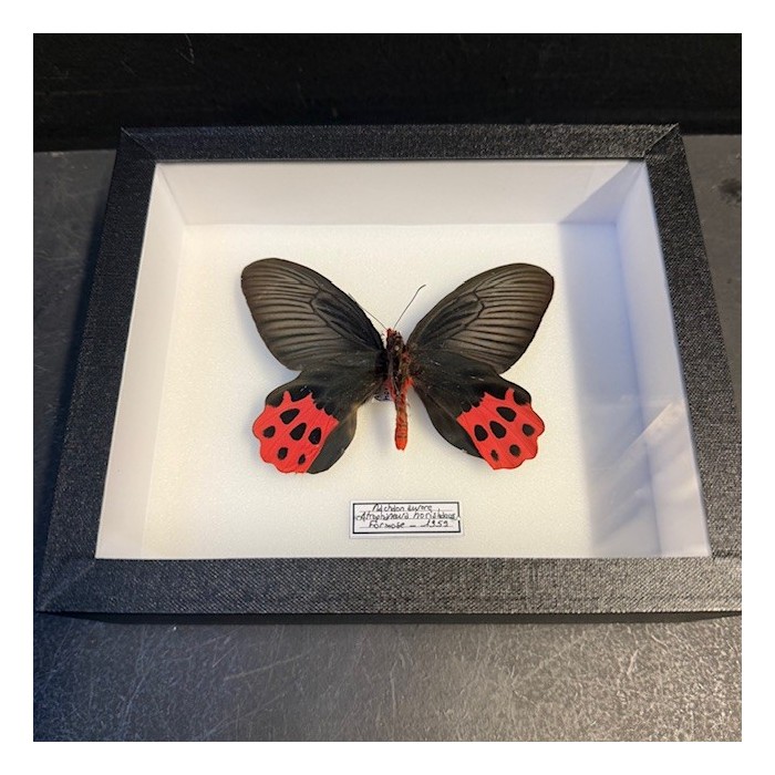Entomological Box - Atrophaneura horishanus butterfly Entomological Box - Atrophaneura horishanus butterfly