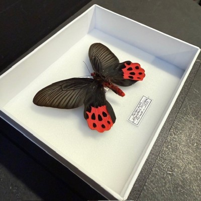 Entomological Box - Atrophaneura horishanus butterfly