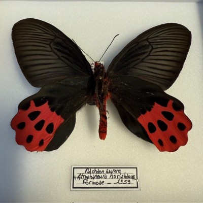 Entomological Box - Atrophaneura horishanus butterfly