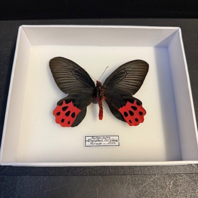 Entomological Box - Atrophaneura horishanus butterfly