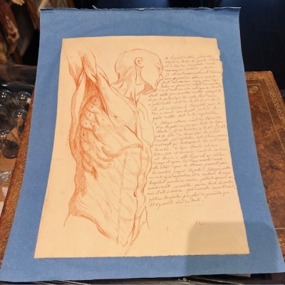 Red chalk - Anatomical drawing - Anatomical study - 1840