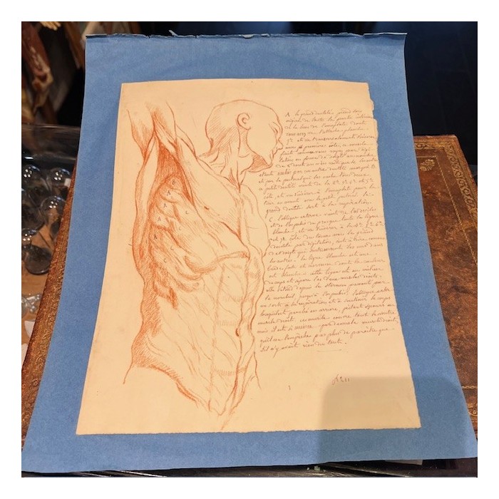 Red chalk - Anatomical drawing - Anatomical study - 1840 Red chalk - Anatomical drawing - Anatomical study - 1840