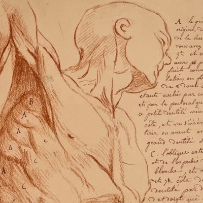 Red chalk - Anatomical drawing - Anatomical study - 1840