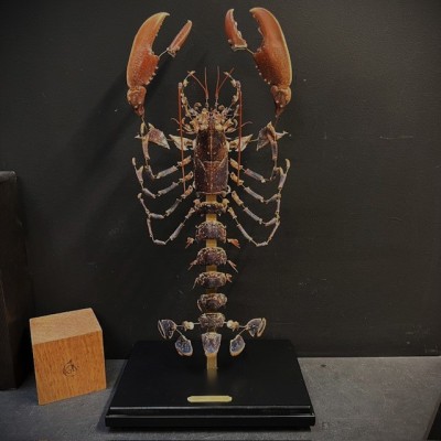 Homard européen - Eclaté à la Beauchêne sous vitrine de verre