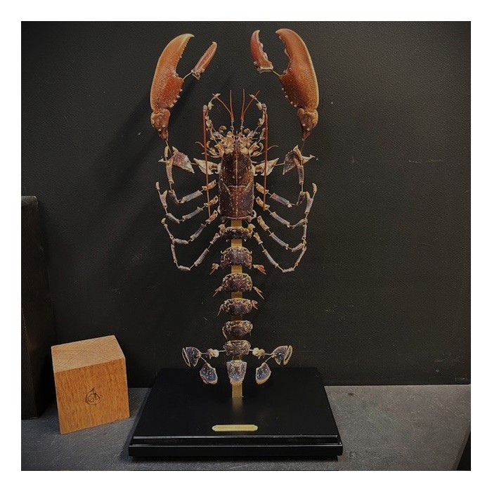 Homard européen - Eclaté à la Beauchêne sous vitrine de verre Homard européen - Eclaté à la Beauchêne sous vitrine de verre