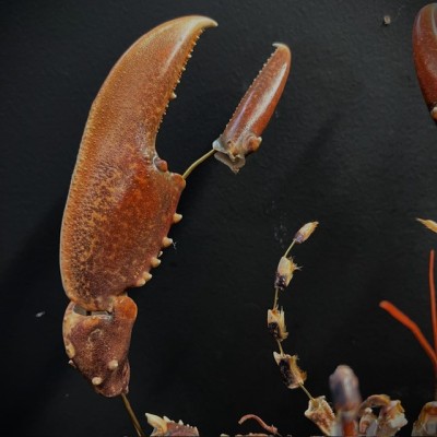 Homard européen - Eclaté à la Beauchêne sous vitrine de verre