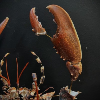 Homard européen - Eclaté à la Beauchêne sous vitrine de verre