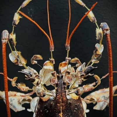 Homard européen - Eclaté à la Beauchêne sous vitrine de verre