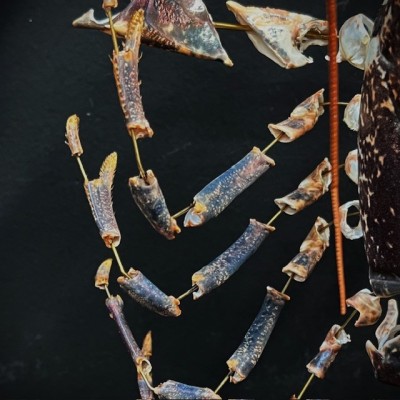 Homard européen - Eclaté à la Beauchêne sous vitrine de verre