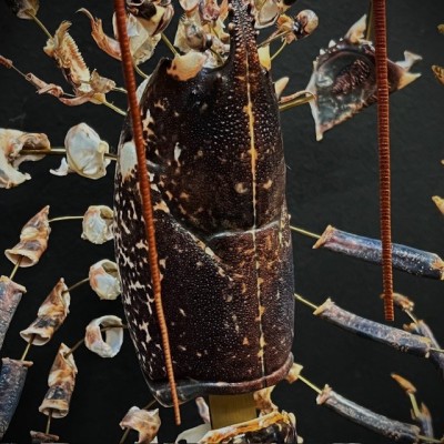 Homard européen - Eclaté à la Beauchêne sous vitrine de verre