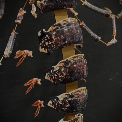 Homard européen - Eclaté à la Beauchêne sous vitrine de verre