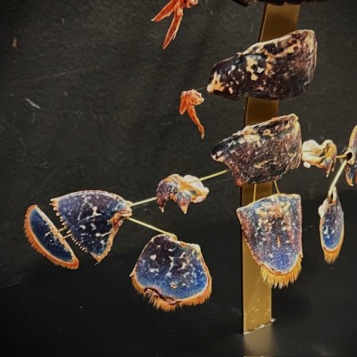 Homard européen - Eclaté à la Beauchêne sous vitrine de verre
