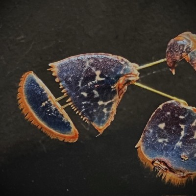 Homard européen - Eclaté à la Beauchêne sous vitrine de verre