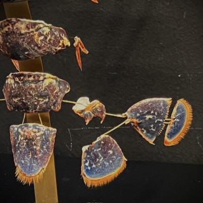 Homard européen - Eclaté à la Beauchêne sous vitrine de verre