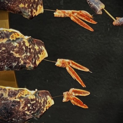 Homard européen - Eclaté à la Beauchêne sous vitrine de verre