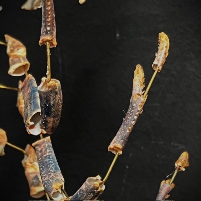 Homard européen - Eclaté à la Beauchêne sous vitrine de verre