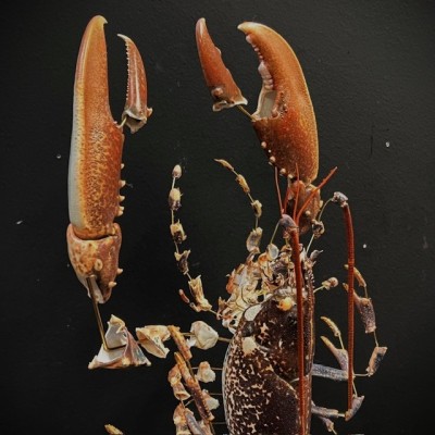 Homard européen - Eclaté à la Beauchêne sous vitrine de verre